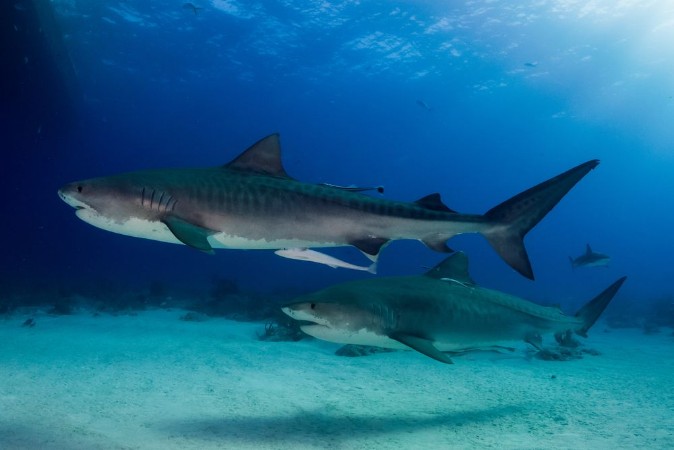 Afbeeldingen van Two tiger sharks Bahamas