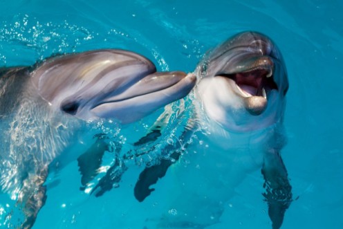 Afbeeldingen van Group of cute smart dolphins in the ocean