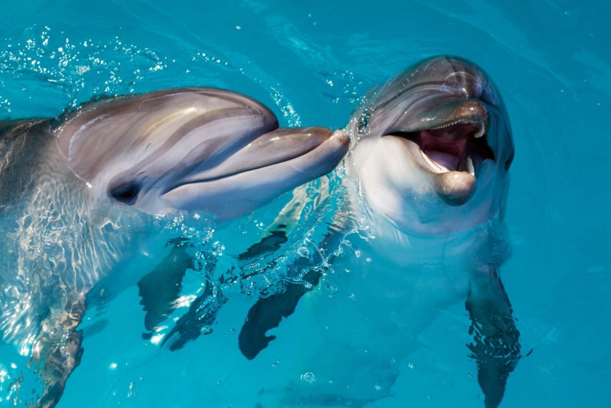 Afbeeldingen van Cute Smart Dolphins