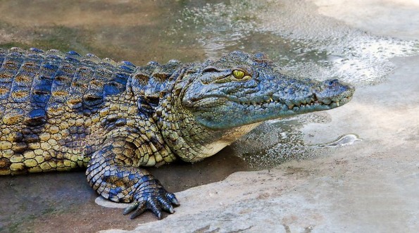 Afbeeldingen van Crocodile