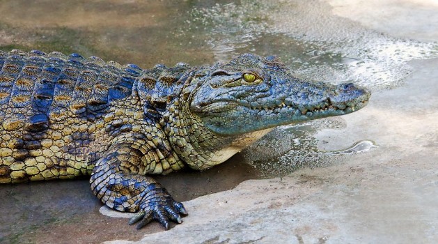 Picture of Crocodile