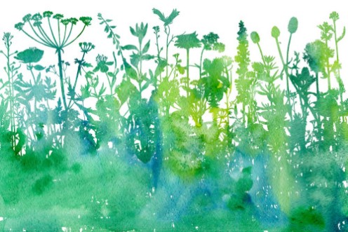Afbeeldingen van Watercolor background with drawing herbs and flowers