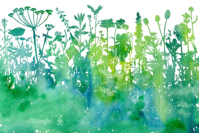 Bild på Watercolor background with drawing herbs and flowers