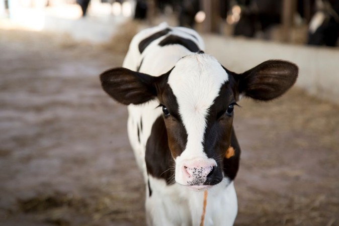 Picture of Young black and white calf at dairy farm Newborn baby cow