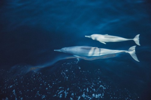 Picture of Delfin mit Baby unter Wasser