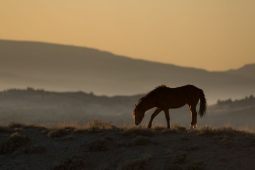 Image de American Mustang