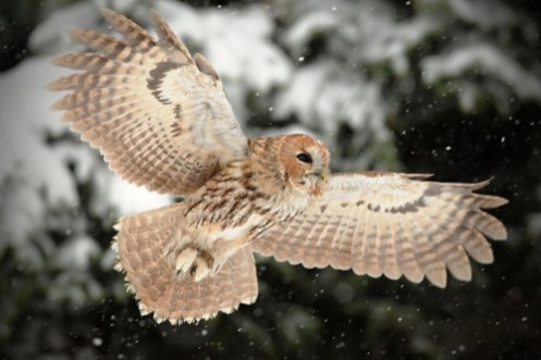 Bild på The tawny owl or brown owl Strix aluco is a stocky found in woodlands across This nocturnal bird of prey hunts mainly rodents usually by dropping from a perch to seize its prey Owl in snow Port