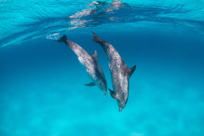 Image de Spotted dolphins surfing in waves and diving down