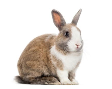 Picture of Rabbit 4 months old sitting against white background