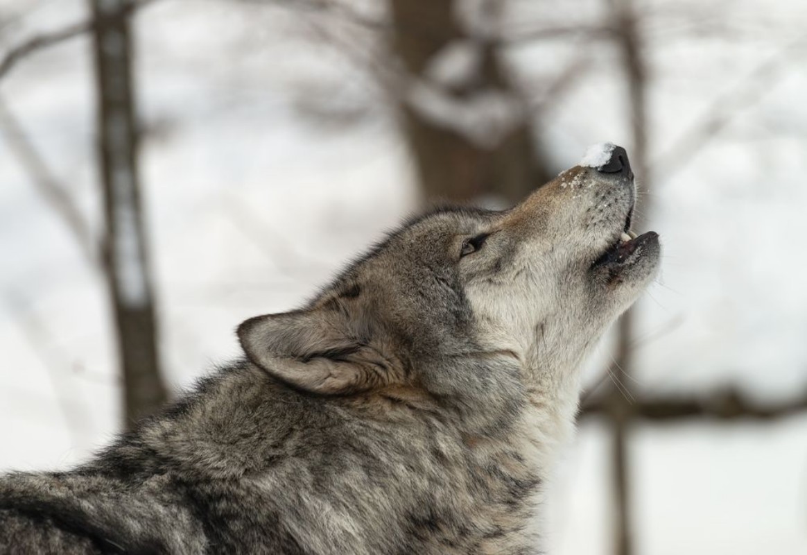 Picture of Timber Wolf also known as a Gray or Grey Wolf howling in the snow