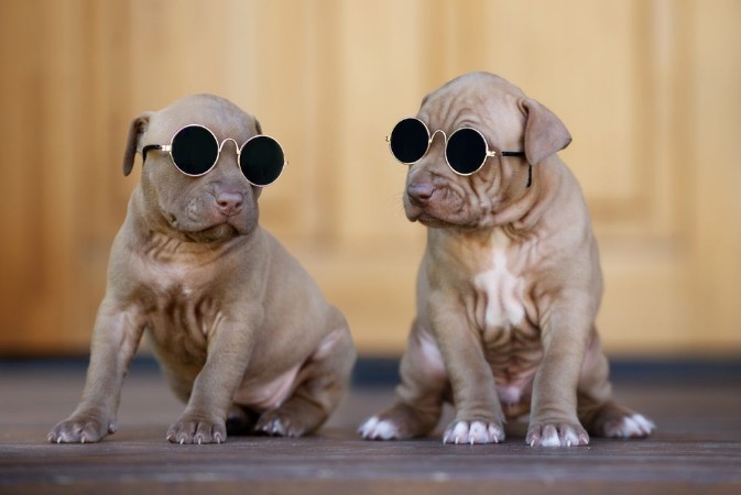 Afbeeldingen van Two funny puppies in sunglasses