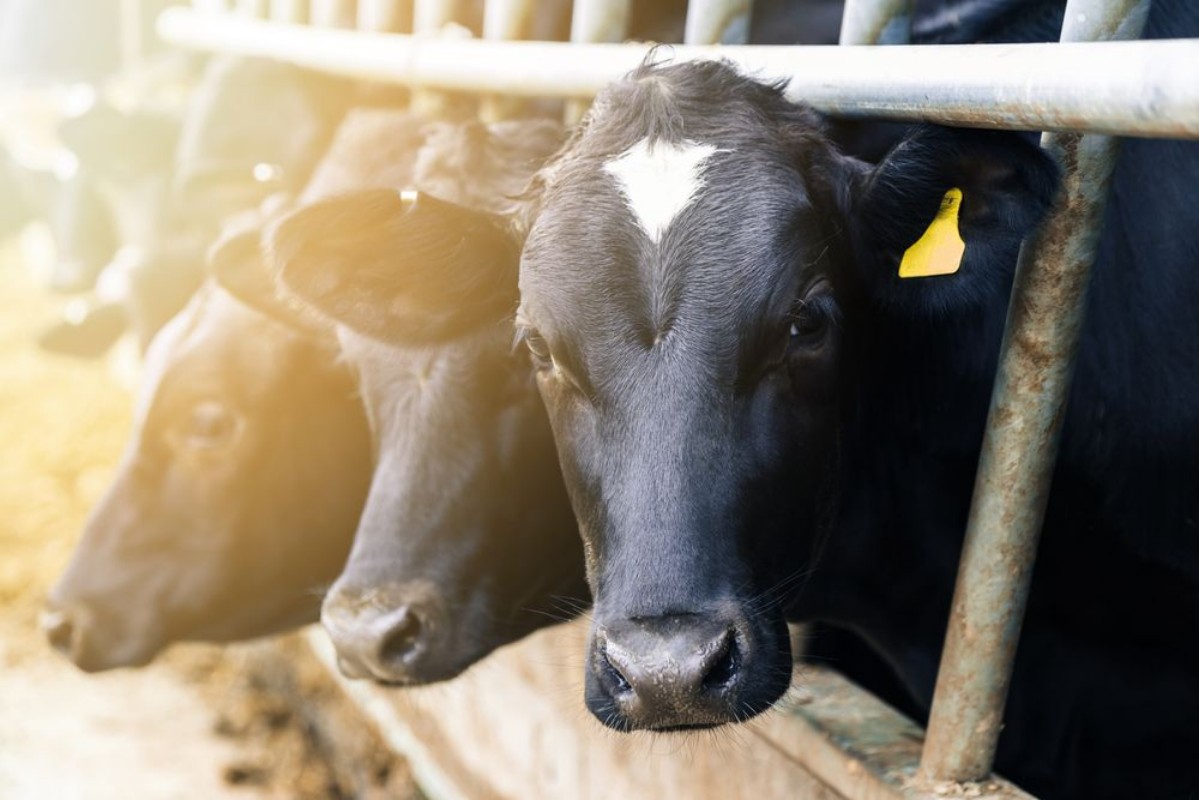 Afbeeldingen van Black and white dairy cows in a barn