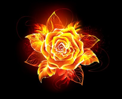 Afbeeldingen van Blooming fire rose