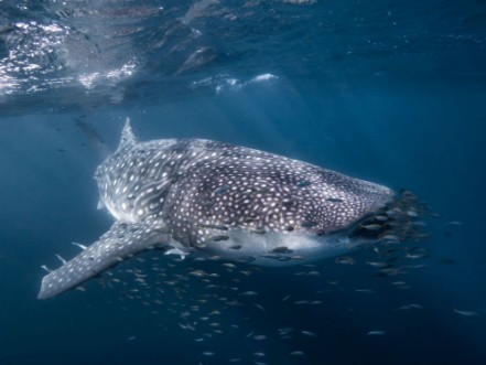 Picture of Whale Shark swimming over the Ningaloo Reef