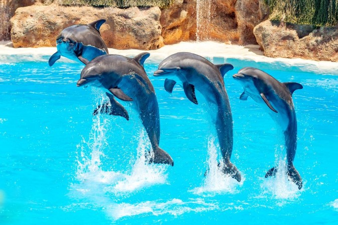 Afbeeldingen van Beautiful dolphin swimming Dolphin jumping above blue water in the Ocean