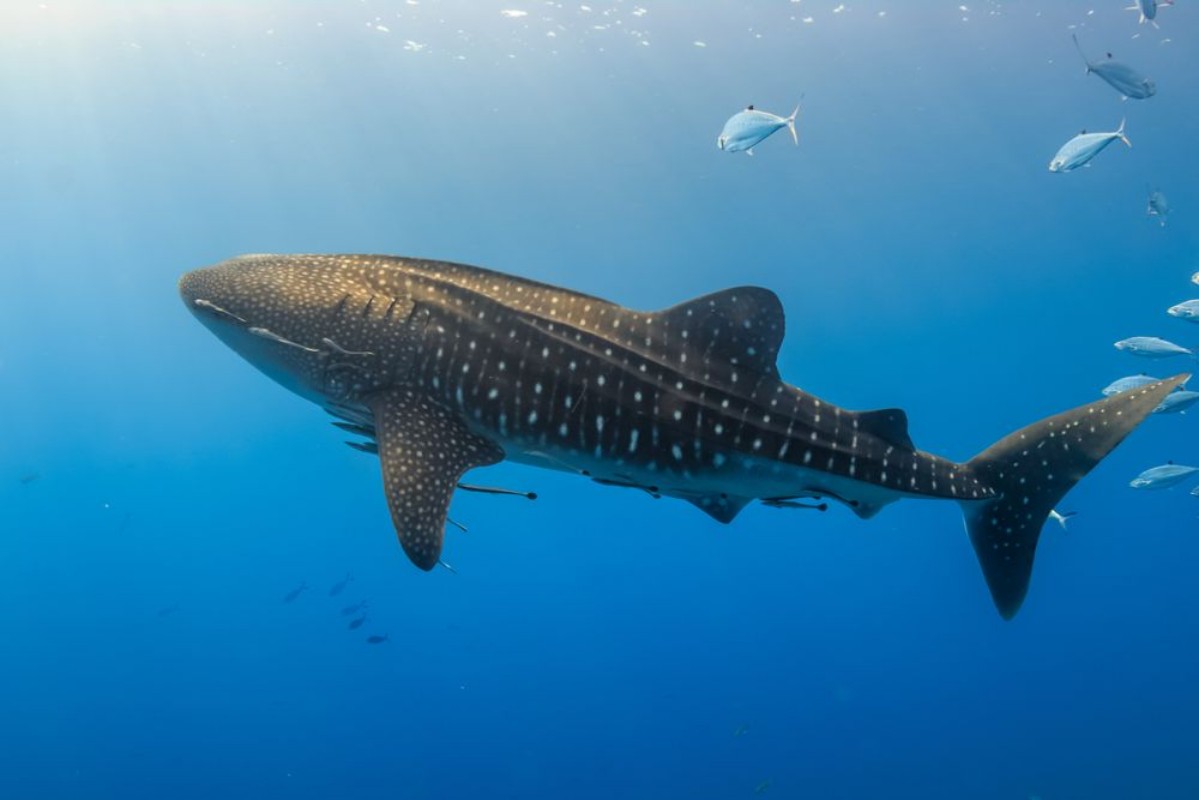 Image de Large Whale Shark swimming in shallow water over a tropical coral reef