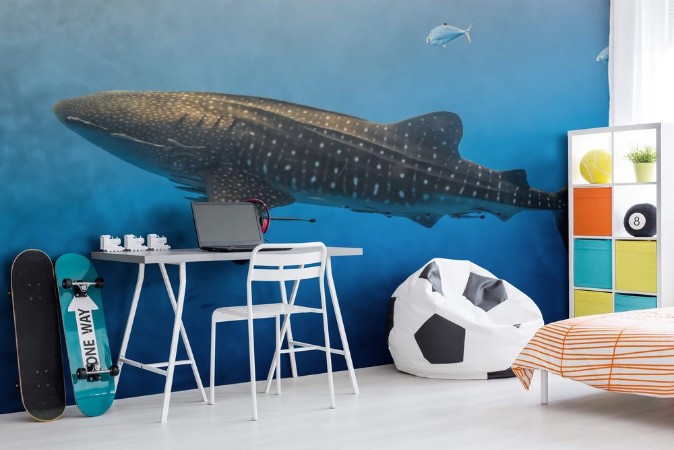 Picture of Large Whale Shark swimming in shallow water over a tropical coral reef