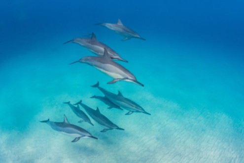 Afbeeldingen van Pod of dolphins swimming in formation