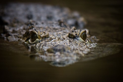 Afbeeldingen van Swimming crocodile
