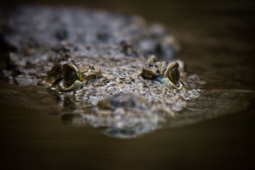 Bild på Swimming crocodile