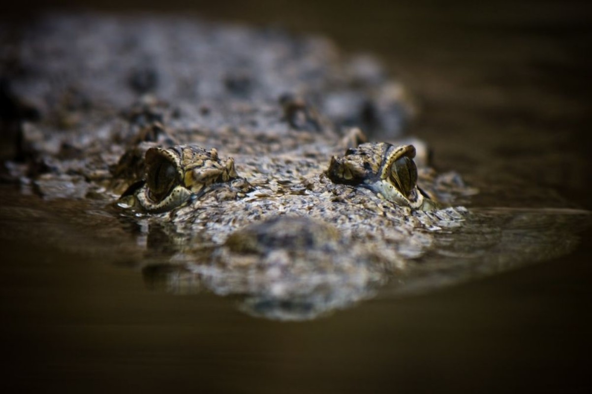 Image de Swimming crocodile