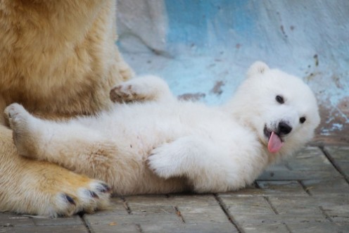 Bild på Polar bear with cub