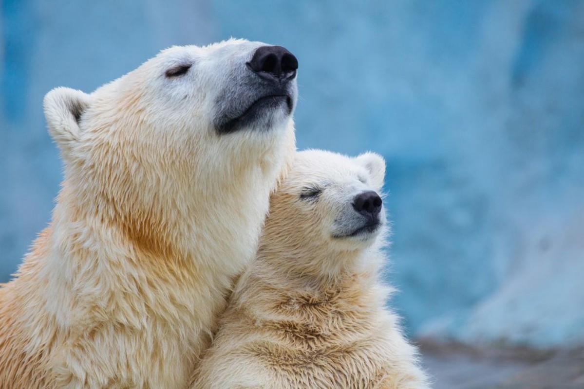 Picture of Polar bear with cub