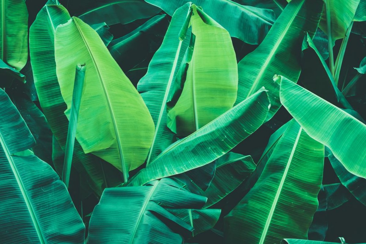 Afbeeldingen van Tropical banana leaves Nature dark green background