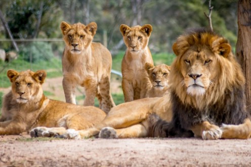 Afbeeldingen van Lion Family