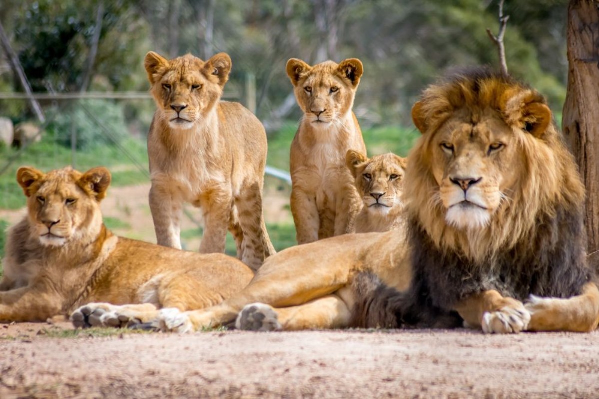 Afbeeldingen van Lion Family