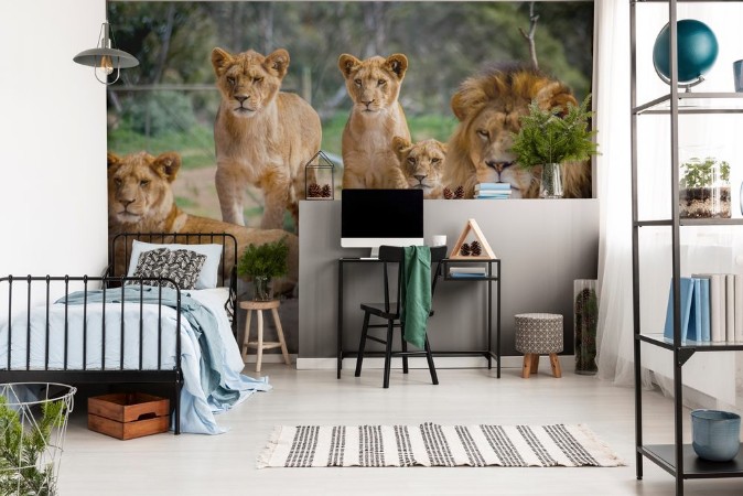 Afbeeldingen van Lion Family