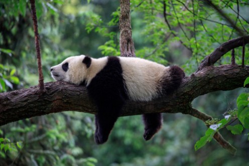 Afbeeldingen van Lazy Panda Bear Sleeping on a Tree Branch China Wildlife Bifengxia nature reserve Sichuan Province