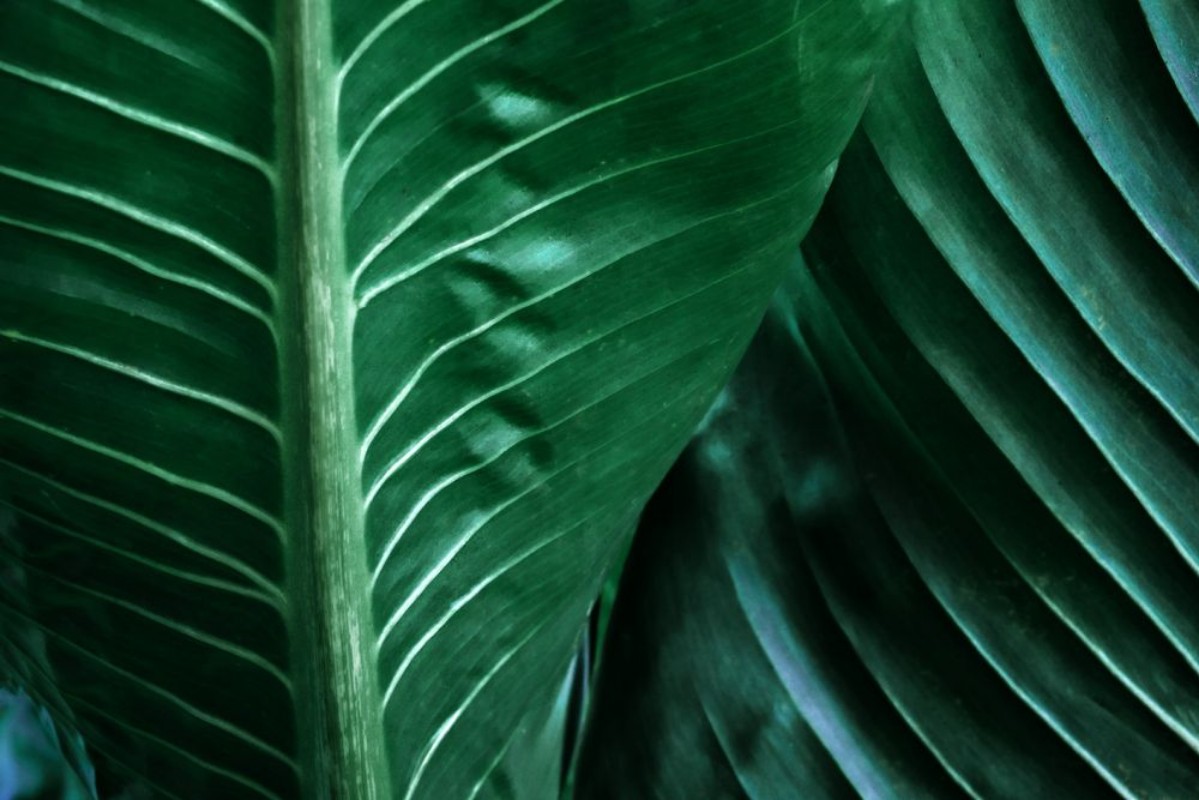 Afbeeldingen van Large foliage of tropical leaf with dark green texture  abstract nature background