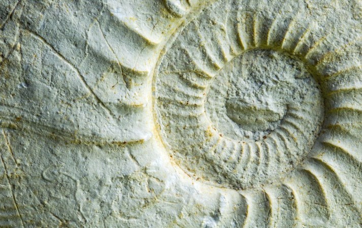 Bild på A fossil ammonite in a close-up