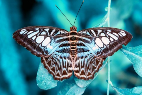 Image de Closeup  beautiful butterfly   flower in the garden
