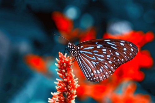 Bild på Closeup  beautiful butterfly   flower in the garden