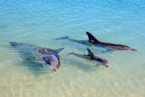 Afbeeldingen van Dolphins in Monkey Mia Western Australia