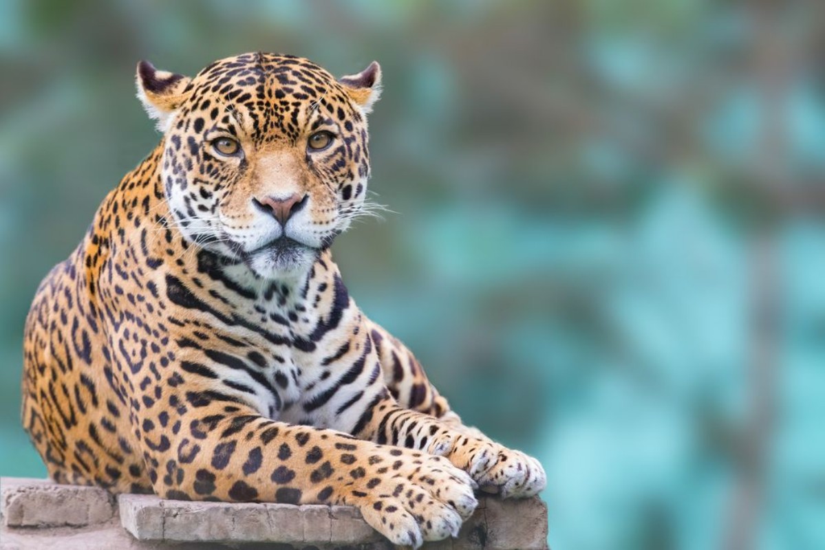 Afbeeldingen van Leopard looking at camera portrait