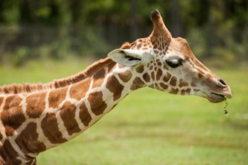 Picture of Giraffe profile
