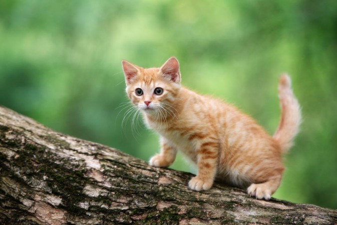 Afbeeldingen van Red tabby kitten posing on a tree outdoors