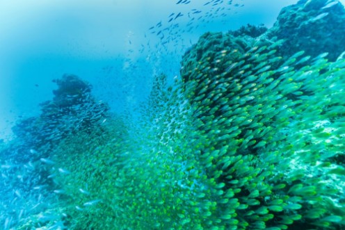 Afbeeldingen van Ishigaki Island Diving - Horde of young fish