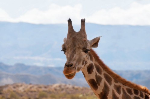 Picture of Portrait of giraffe watching on you