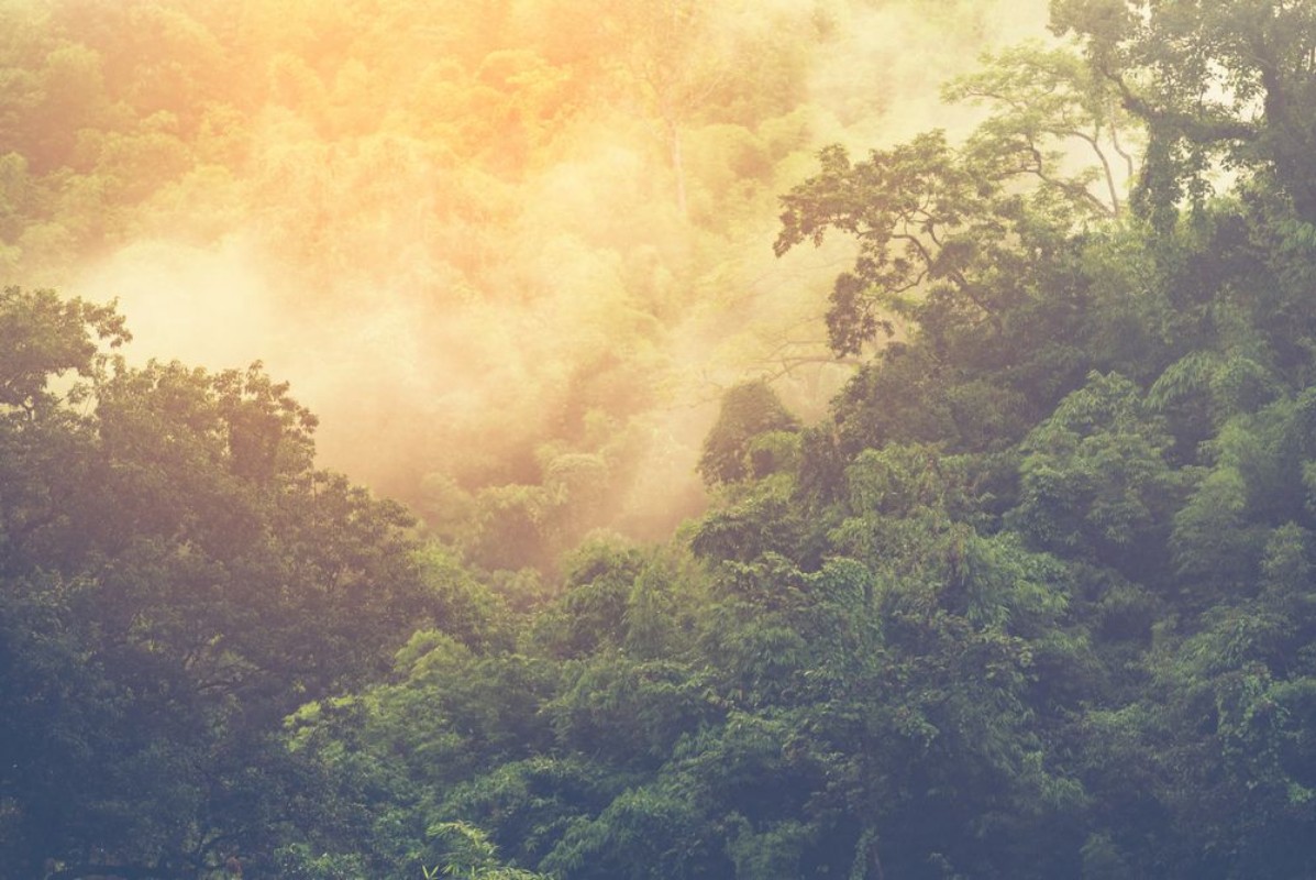 Bild på Asian tropical rainforest nature view background
