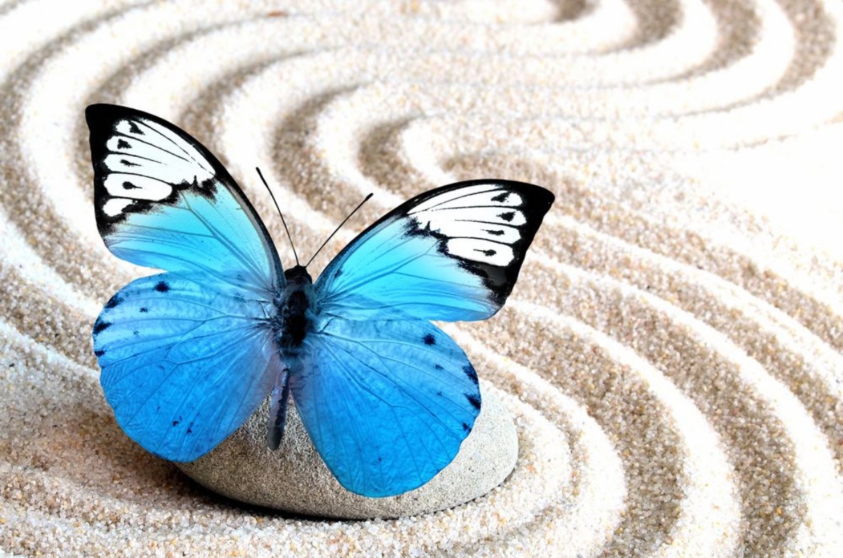 Afbeeldingen van Sand blue butterfly and spa stone in zen garden