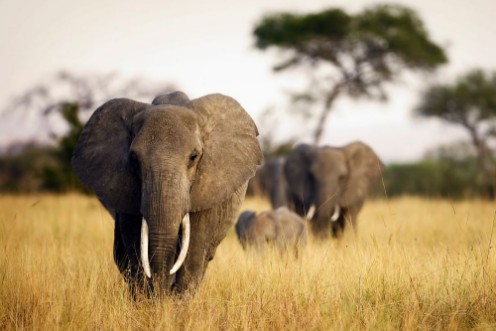 Bild på Herd of elephants walking through tall grass