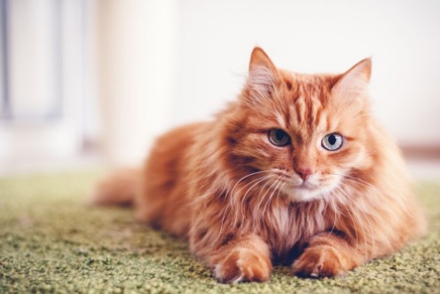 Image de Portrait of a funny beautiful red fluffy cat with green eyes in the interior pets