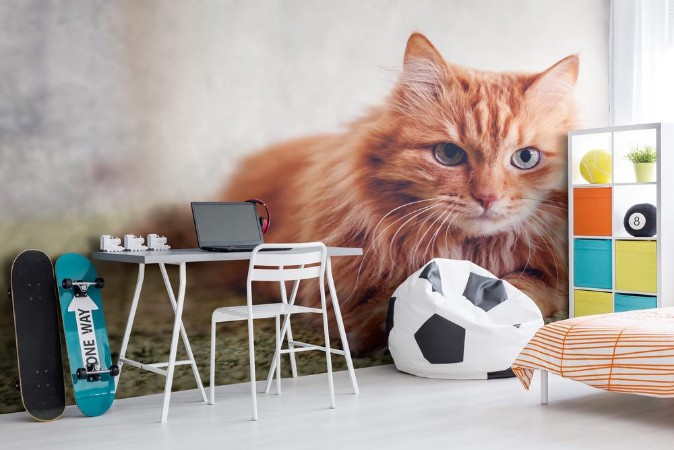 Picture of Portrait of a funny beautiful red fluffy cat with green eyes in the interior pets