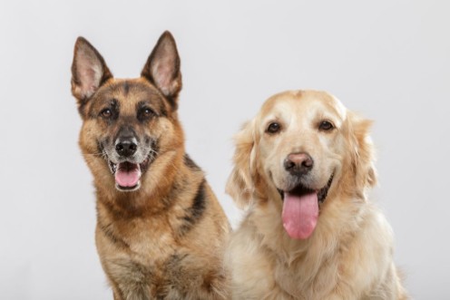 Image de Portrait of a couple of expressive dogs a German Shepherd dog and a Golden Retriever dog against white background