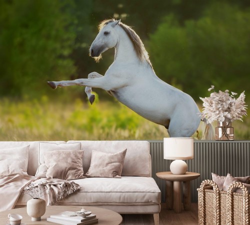 Bild von White horse rearing up on green spring meadow at sunset light