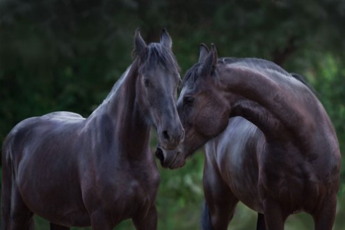 Image de Two beautiful frisian horse portrait